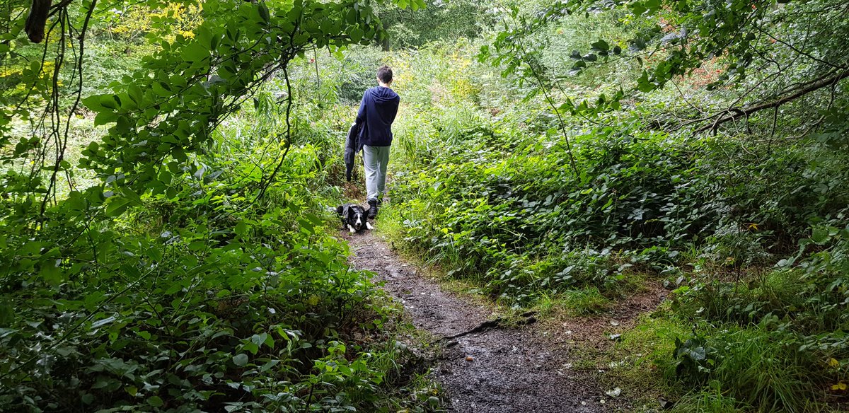 Soggy and windy Warley Woods today.But the dog needs her walk....