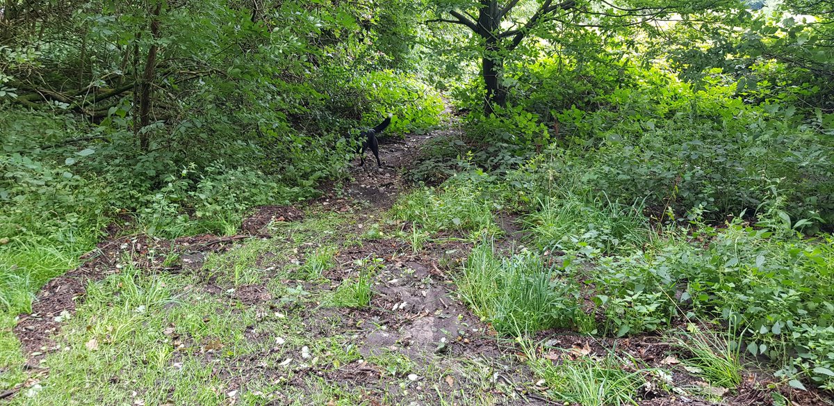 Soggy and windy Warley Woods today.But the dog needs her walk....