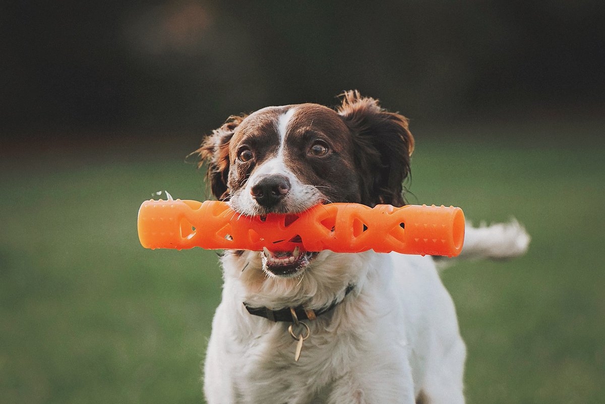 “I would bark at the squirrel, but my hooman says I mustn’t woof with my mouth full!” 🐶🐾