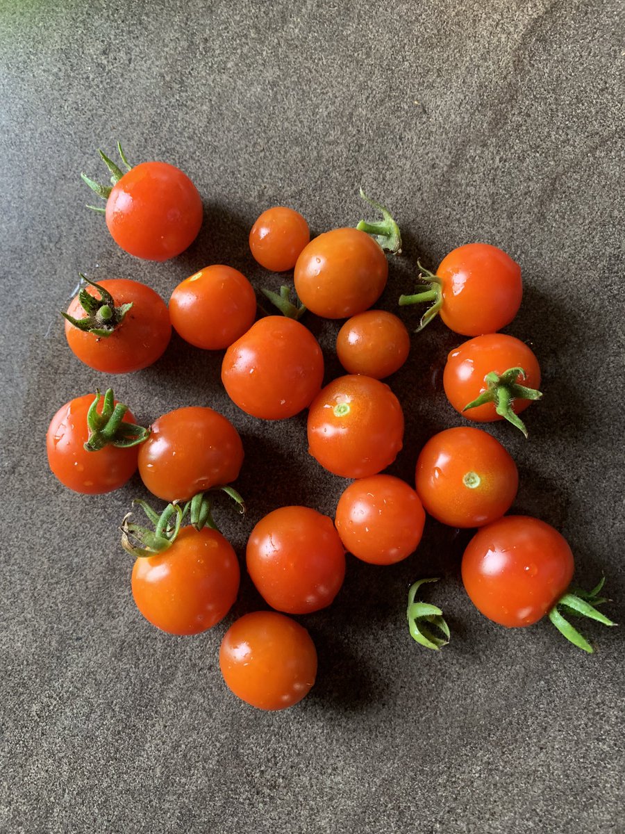 NatachaVautour's tweet image. On déguste nos petites tomates du défi #FunCréatif De mon assiette au jardin! We are enjoying our cherry tomatoes from the From my plate to the garden! #MakerFun challenge! @brilliant_labs @labos_creatifs