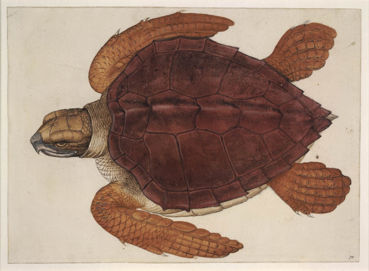 6) Centuries before Darwin's voyage on the Beagle, White catalogued a large amount of the flora and fauna he encountered on his 1585 journey to the New World; famous among his depictions is this exquisite watercolour painting of a Loggerhead Turtle.
