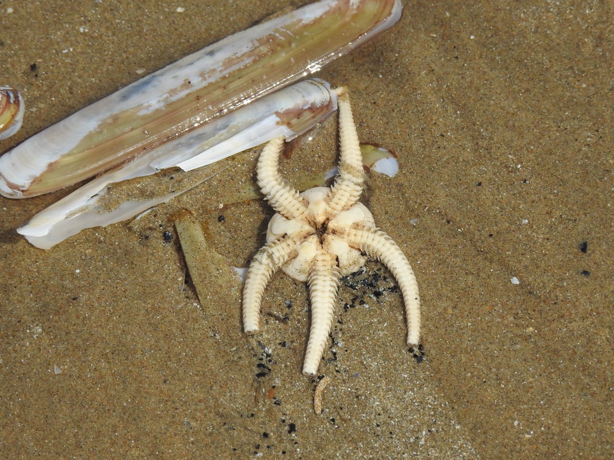 angiloveslife's tweet photo. Can't beat a bit of beach combing at Cefn Sidan @carmarthen @Discovercarms @ParkPembrey so many shells, the birds were having a great feast 24/08/20 #Cockles #BrittleStar #GooseBarnacle #RazorShell #Sanderling https://t.co/sJXGwqzcuD