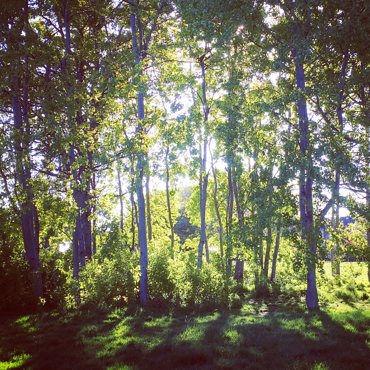 OWRI_CrossLangDyn (@crosslangdyn) on Twitter photo How do we translate the natural world? What acts of interpretation are involved? 🌿
Join @Archieislander <a href="/eliza_dearnley/">Dr Elizabeth Dearnley</a> @jessicajlee <a href="/ZakiyaMedia/">Zig</a> <a href="/AdamScovell/">Adam Scovell</a> @research_artist 17 Sept for a free virtual afternoon exploring forests, film, folklore & more👉modernlanguages.sas.ac.uk/events/event/2… How do we translate the natural world? What acts of interpretation are involved? 🌿
Join @Archieislander <a href="/eliza_dearnley/">Dr Elizabeth Dearnley</a> @jessicajlee <a href="/ZakiyaMedia/">Zig</a> <a href="/AdamScovell/">Adam Scovell</a> @research_artist 17 Sept for a free virtual afternoon exploring forests, film, folklore & more👉modernlanguages.sas.ac.uk/events/event/2…