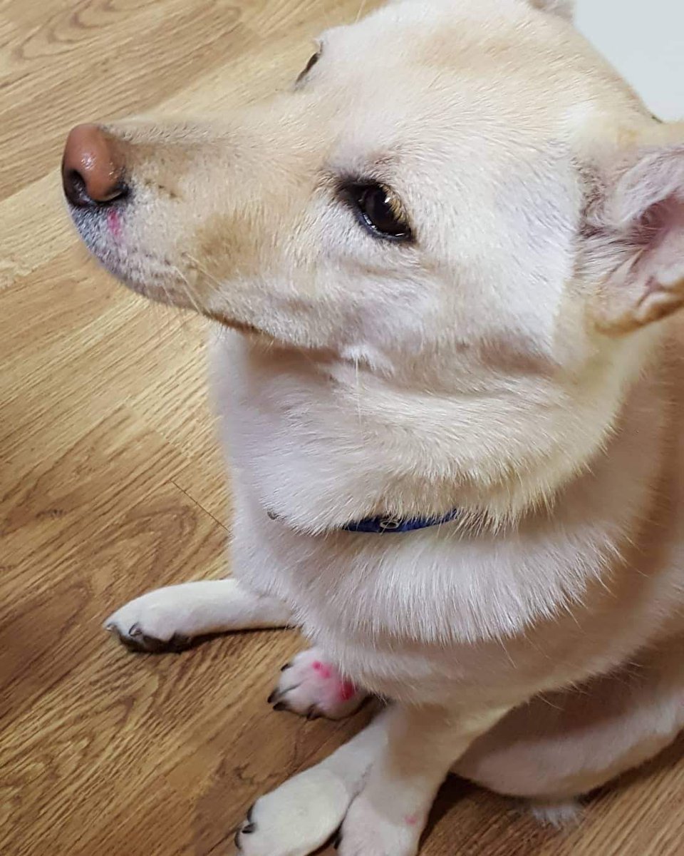 Thank you guys for liking my Kong-ie  She is Jindo mix. We rescued her 1.5 years ago from a cage in someone's field when she was a baby, no ceiling under a heavy storm These pics are from last year her pretending not eating mom's lip tint 