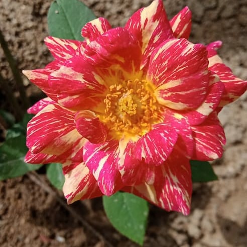 PrincyGolda's tweet photo. Rose 🌹

#roseplant #rosesupdates #hybridrose #hybridroses #homegarden #flowersofinstagram #flowers #flowerphotography #flowergarden #aarogyathaithedi #princypaul #inmyhomegarden #enveetuthottathil https://t.co/N2tWivh7sq