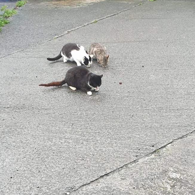 GalwaySPCA's tweet photo. Hansel and Gretel were born into a colony where many cats had various infections and obvious cancers.

Our thanks to Briarhill and Bushypark vets who have completed neutering and treatment of 14 cats but new faces are appearing every day.

#helpushelpanimals #spayonesavehundreds https://t.co/GcrY1zk2Hm