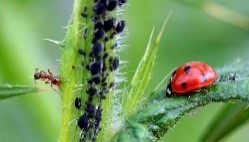 Meet the Mini Beasts at Acton Scott Historic Working Farm

Activities include hunting for camouflaged woolly worms, worm charming and a woodland minibeast hunt. The session concludes with children building their own magnificent minibeast sculpture!

Thursday 27th Aug 10-12 noon