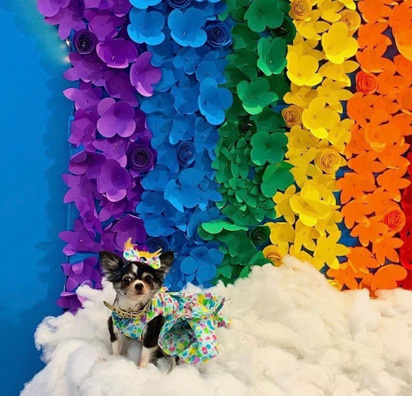 Philly PR Girl LLC (@philly_pr_girl) on Twitter photo We’re missing last year’s <a href="/PhotoPopPhilly/">Photo Pop Philly</a> ’s Sweet Paradise where our #PupsInThePopUp always made us smile! #WhyILovePhilly #DiscoverPHL #PhotoPopPhilly We’re missing last year’s <a href="/PhotoPopPhilly/">Photo Pop Philly</a> ’s Sweet Paradise where our #PupsInThePopUp always made us smile! #WhyILovePhilly #DiscoverPHL #PhotoPopPhilly