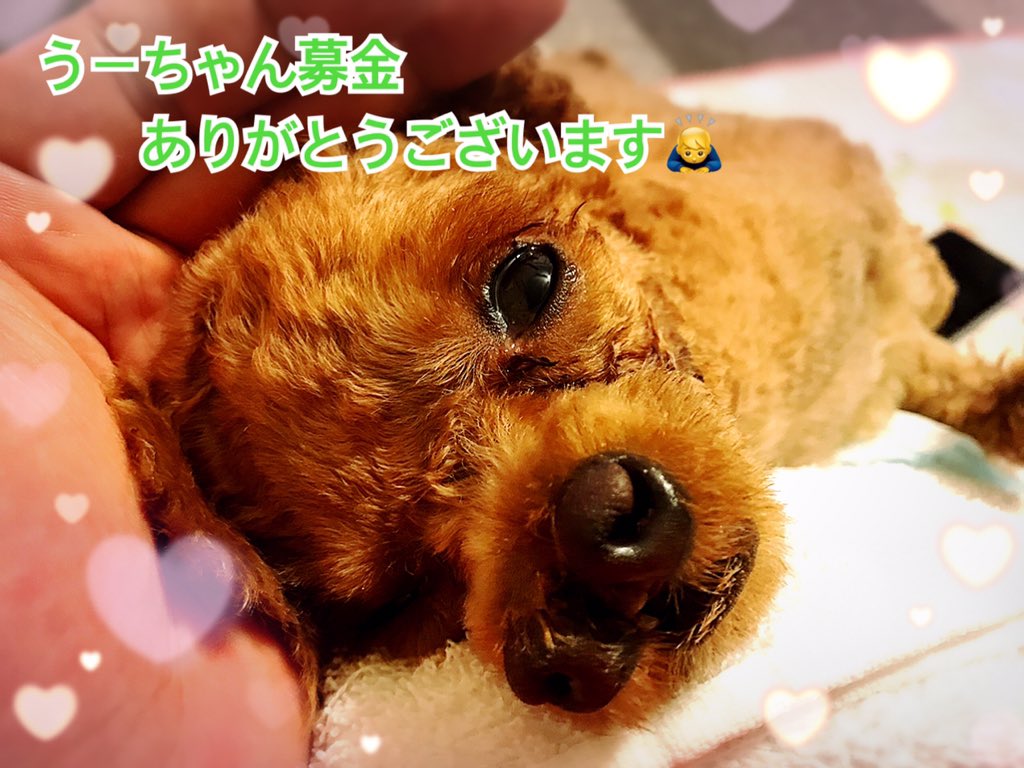 お鼻が二つある障害犬うーちゃん 公式 U Chan Shizuoka Twitter