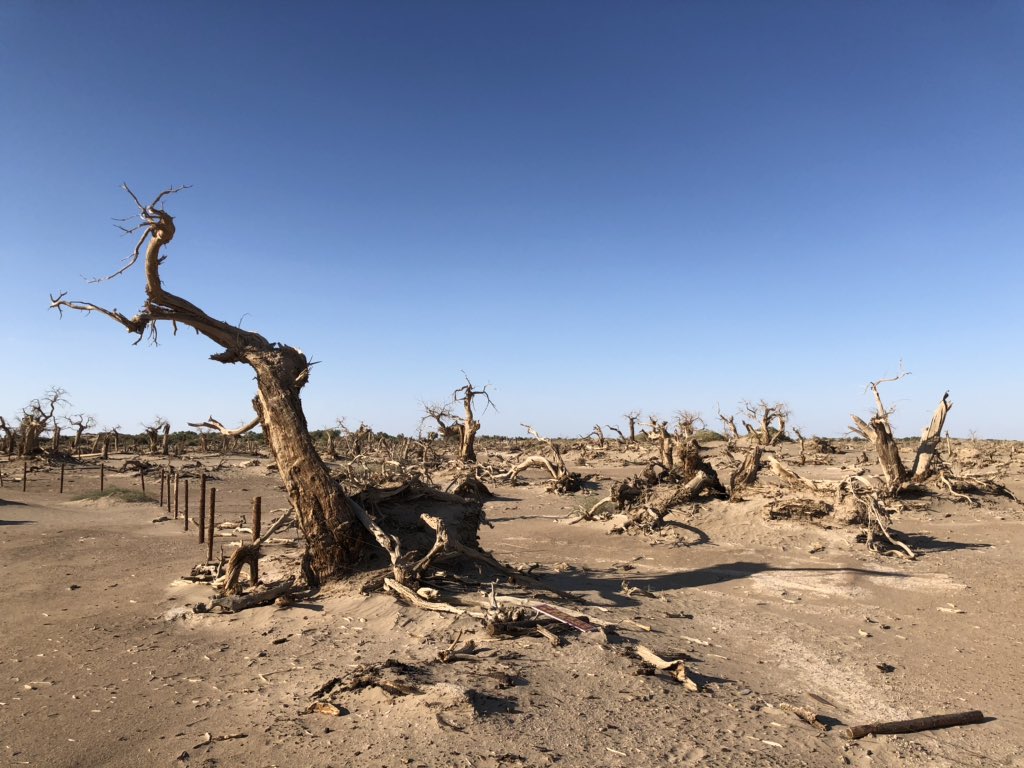 Now arid and desiccated, the city (whose Tangut name means ‘Black Water’) was fed by now reduced aquifers. Nearby are the ghostly remains of a forest which died when the local water table dropped. Sands now lap the bastion walls and cover the city’s remaining buildings. 4/5