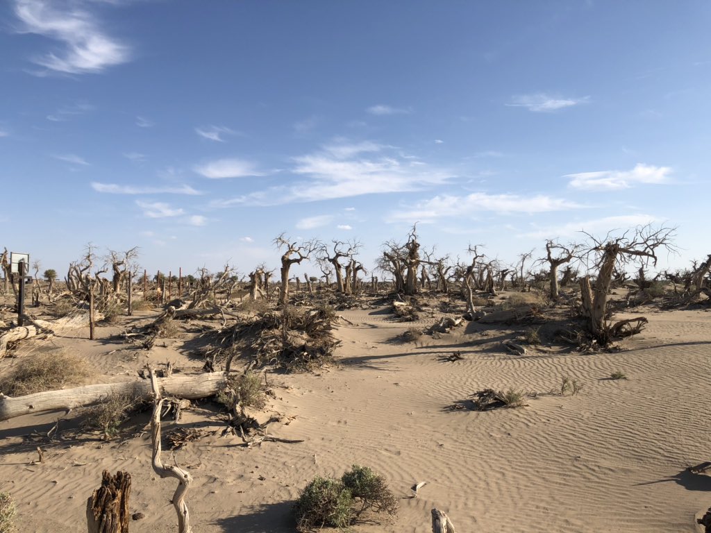 Now arid and desiccated, the city (whose Tangut name means ‘Black Water’) was fed by now reduced aquifers. Nearby are the ghostly remains of a forest which died when the local water table dropped. Sands now lap the bastion walls and cover the city’s remaining buildings. 4/5