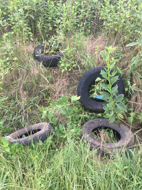 KeepOneSpartan2's tweet photo. A big thanks to the awareness and the willingness of our local citizens who call in dumpsites. The violator who dumped these tires has been located and charged. 
#keeponespartanburgbeautiful #DoBeautifulThings #lovewhereyoulive https://t.co/KPKMFBqCLn