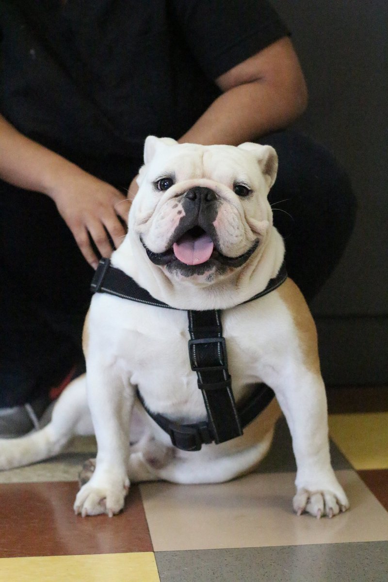 phillypaws's tweet photo. We'll also hear from @nbcphiladelphia's @SheilaWatko! She will be sharing how PAWS' clinics provide vet care to pet owners in need, which prevents shelter surrenders, keeps families together, and brings us closer to becoming a no-kill city. https://t.co/8ml6sQrXvY