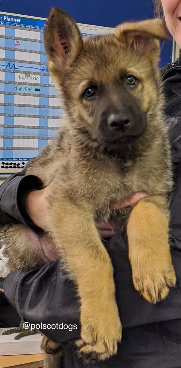 PSOSDogs tweet picture