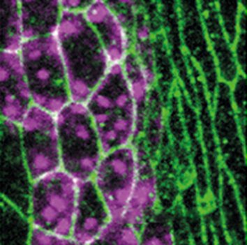 J Cell Science (@j_cell_sci) on Twitter photo Greig and Bulgakova <a href="/BatesonCentre/">Bateson Centre</a> <a href="/sheffielduni/">The University of Sheffield</a> show that a tug of war regulates epithelial cell shape; read more in our Research highlight: jcs.biologists.org/content/133/15… Greig and Bulgakova <a href="/BatesonCentre/">Bateson Centre</a> <a href="/sheffielduni/">The University of Sheffield</a> show that a tug of war regulates epithelial cell shape; read more in our Research highlight: jcs.biologists.org/content/133/15…