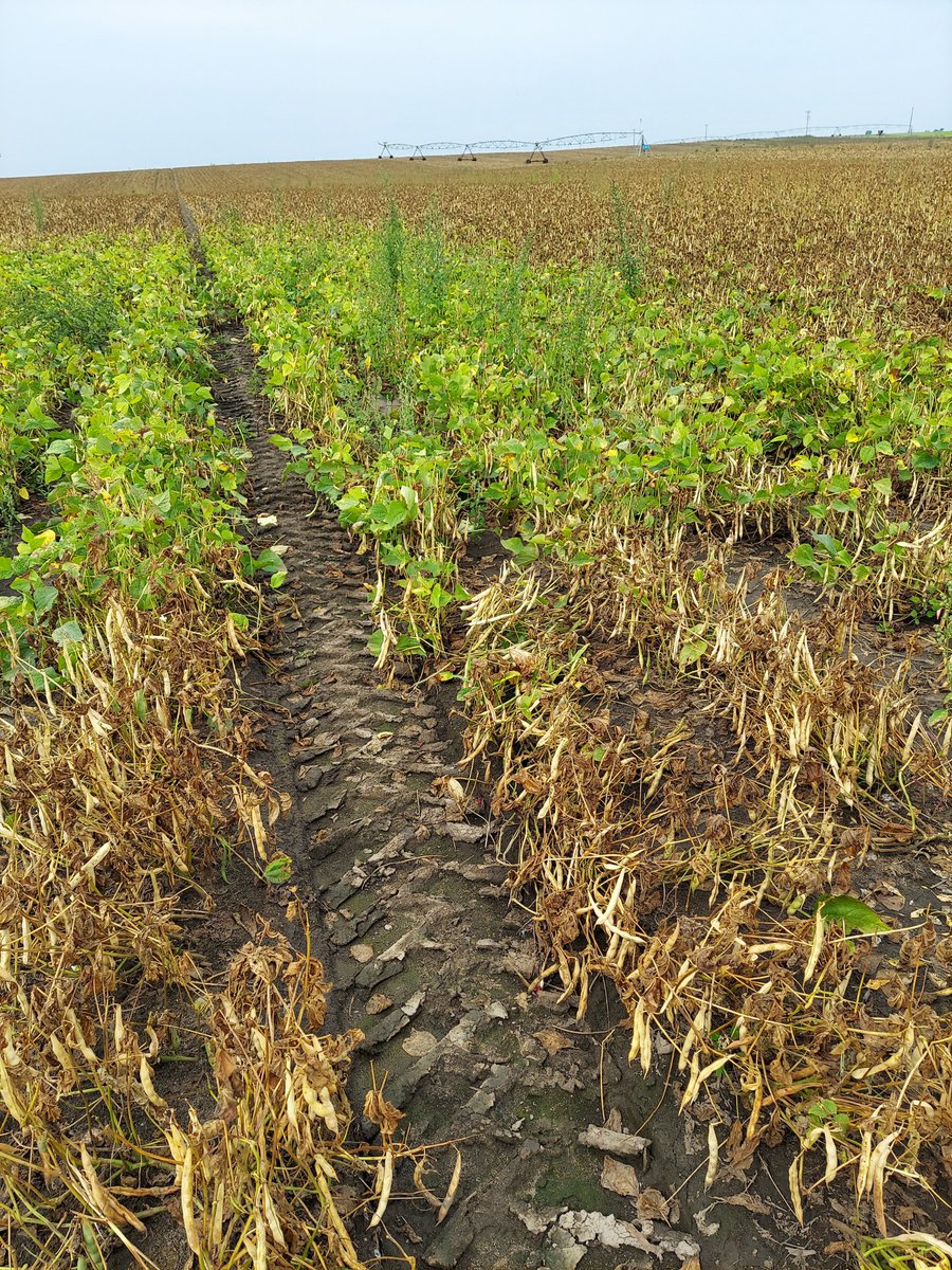 Chippewa Valley Bean tweet media