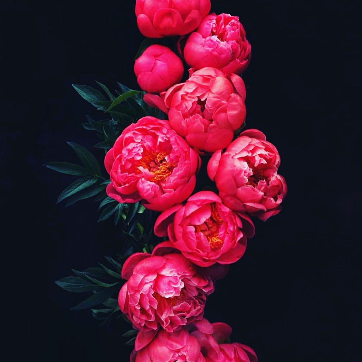 barsh45's tweet image. لەگەڵ زەمەندا 
ئازار دەبێتە غەم و 
غەم دەبێتە بێدەنگے و 
بێدەنگیش شتێکے گەورەیە ..
وەک ئۆقیانوسە تاریکەکان ...!
#rudaw