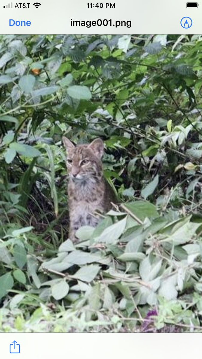 BPetersenWSB's tweet photo. Bobcat prowling local neighborhood.  4pm https://t.co/jrTWrhDngG