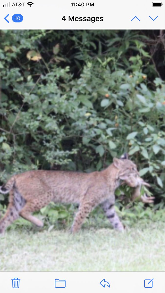 BPetersenWSB's tweet photo. Bobcat prowling local neighborhood.  4pm https://t.co/jrTWrhDngG