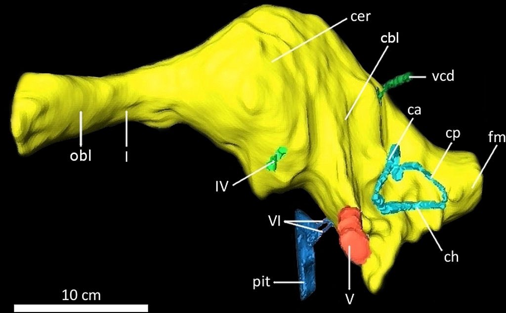 Scientists reconstructed an endocast of the cranial cavity of Acrocanthosaurus using computed tomography (CT scanning).