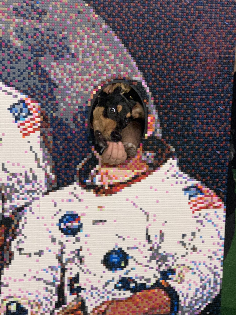 Great fun pic of our dog Owen the Hunterway trying to@pose as a astronaut <a href="/devon/">Devon</a> @lego @nasa @holidays <a href="/KentsCavesCavog/">Cavog, Kents Cavern</a> <a href="/archerygb/">Archery GB</a> <a href="/worldarchery/">World Archery</a>