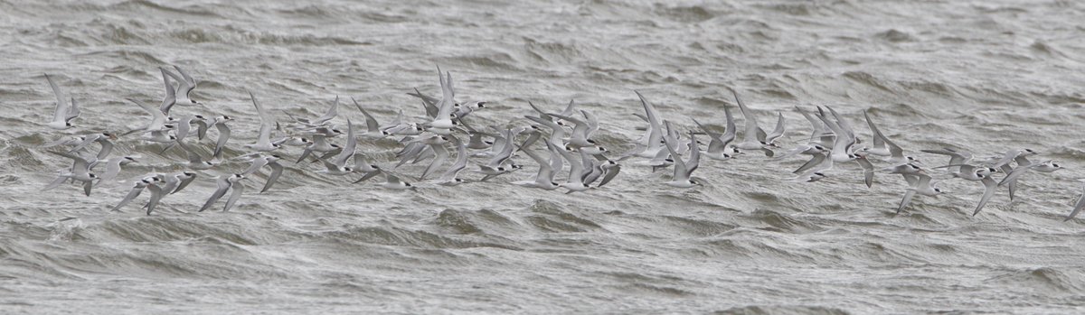 CVLbirding's tweet photo. Not often you see a sight like this at Chew

On a couple of occasions they bunched up and rose over the lake as if looking to leave. I manged a few shots and counted them on the screen at home. Although I think I may have missed a few out of the frame, both returned counts of 156 https://t.co/Pn01pGAf2b