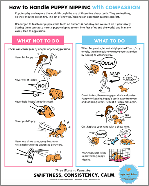 FurRSQ's tweet photo. Puppies are super cute and everyone is still having puppy fever. Here's how to handle puppy nipping in a compassionate way. https://t.co/Du4M4SGtn5