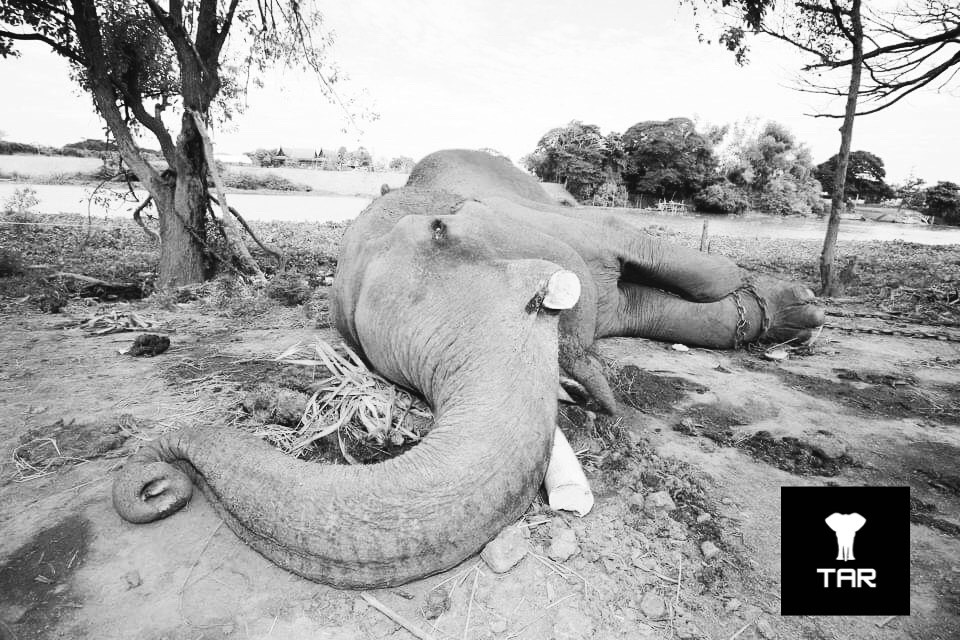 A campaign that shines light on the the ill-treatment of Elephants and reduce their exploitation in the tourism and entertainment industry.  Please lend your support to our efforts and help spread our message. 
#banelephantabuse #AnimalRights #compassion #EndSpeciesism