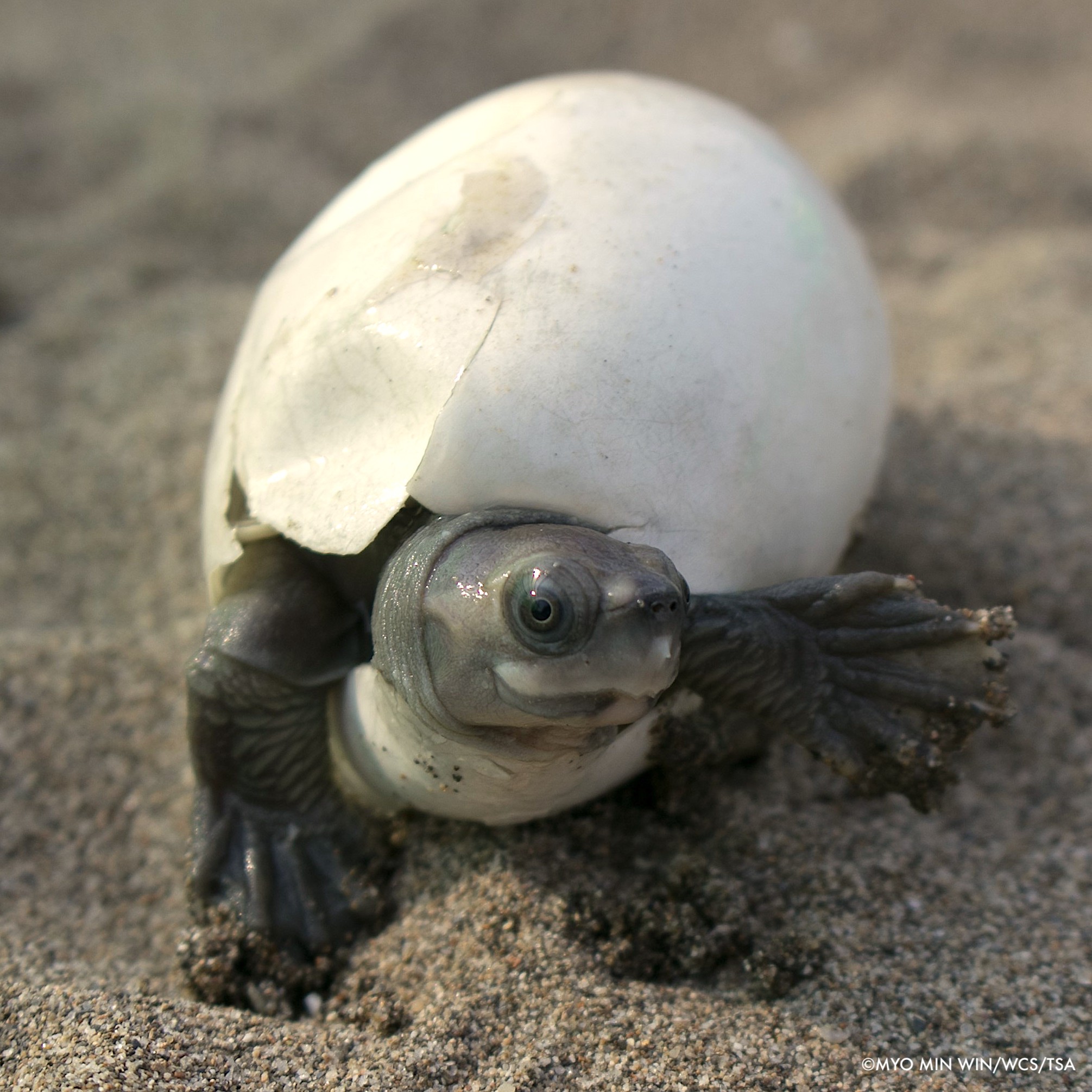 Wcs Auf Twitter Burmese Roofed Turtle From Believed To Be Extinct To 1 000 Turtles In Captive Population Credit To Conservation Work By Wcsmyanmar Turtlesurvival T Co Ebqysqsow4 T Co Cinkw5b55h