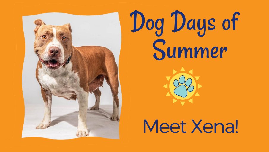 Xena is an energetic 3-year-old American Staffordshire Terrier mix @PSAnimalShelter. She is affectionate and eager to please and would love an active forever home where she is the only dog. Email adoption@psanimalshelter.org and schedule a visit! 🐶#DogDaysofSummer #AdoptDontShop