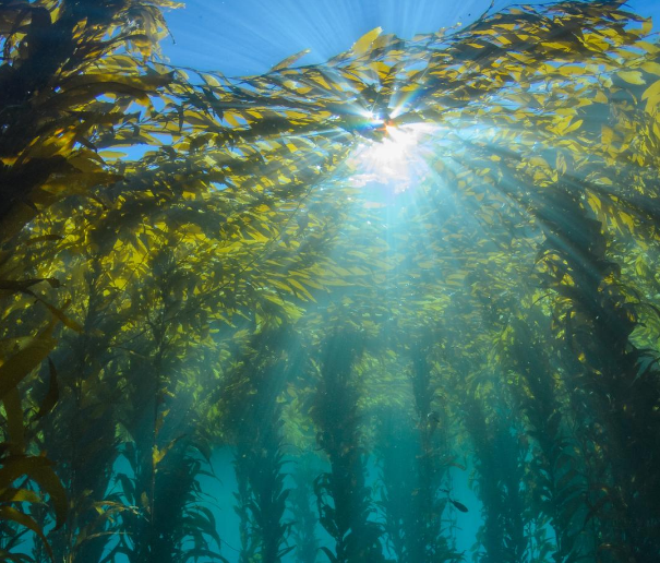 HealTheBay's tweet photo. There's a #HalfMyDAF charitable giving challenge going around in support of nonprofits. 

Did you know that you can recommend a gift to Heal the Bay for your #DonorAdvisedFund?

https://t.co/cMYShsh3GY https://t.co/7ewamyCdsJ