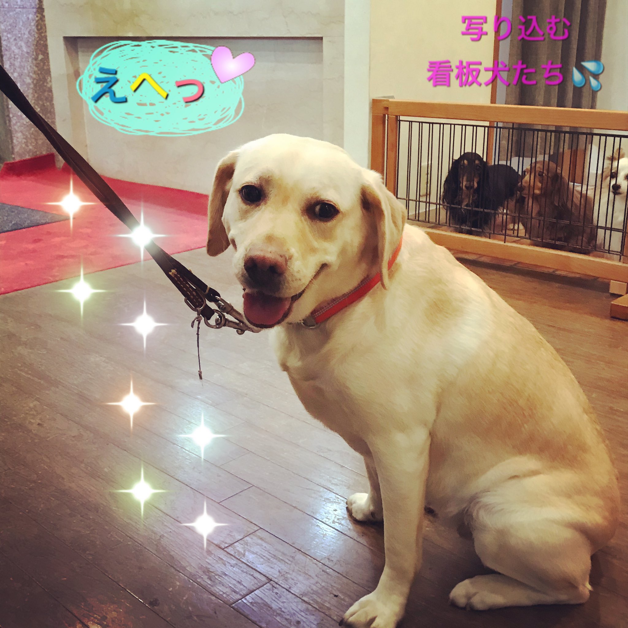 Dogsrestplace Dogsrestplace Twitter