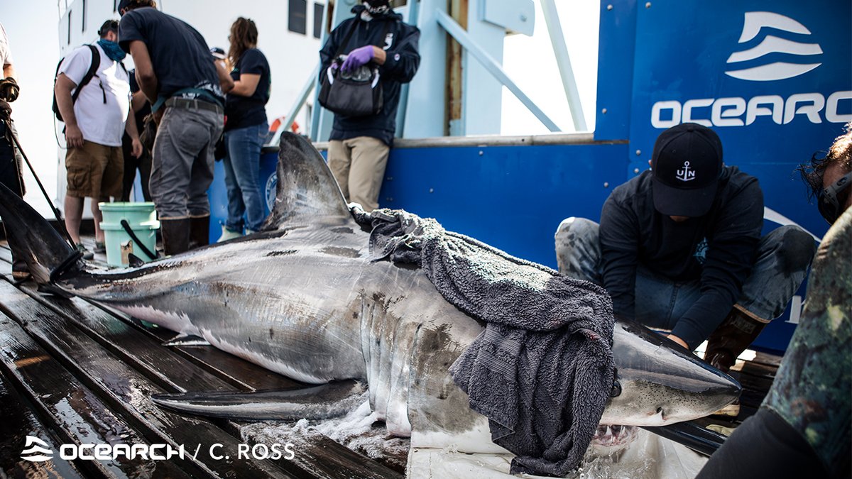 If you're a shark on a diet, don't visit the shoals off of Nantucket. Striper, the occasional tuna, big fluke...the list goes on. Just a feast every day!