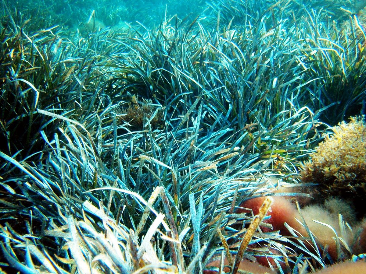 Viquipedia's tweet photo. L'altina o posidònia és una planta aquàtica endèmica de la Mediterrània. Un sol exemplar pot estendre's al llarg de 15 km i tenir una massa de més de 6.000 tones, amb una edat estimada de 100.000 anys, essent així l'organisme viu més vell del món.

https://t.co/qtPGaE0JXB https://t.co/j54fXpS3dC