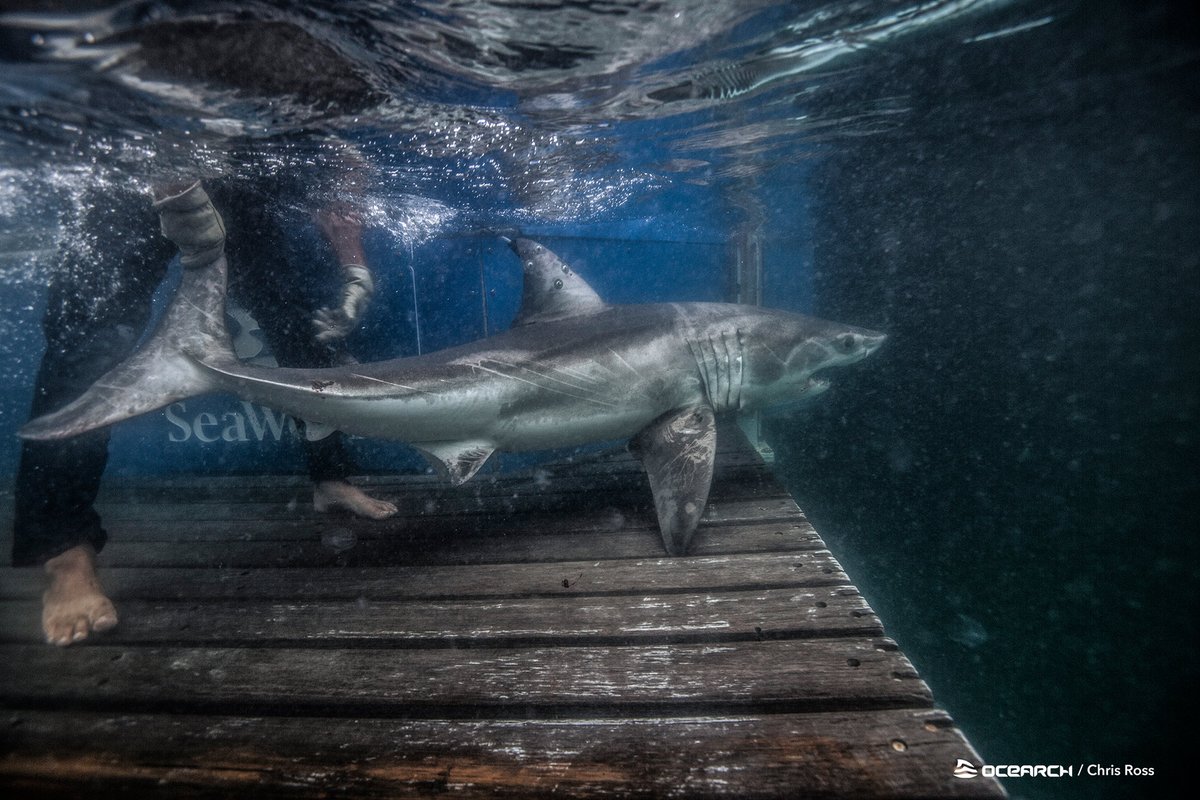 OCEARCH's tweet photo. Two of our newest sharks from #ExpeditionMA, @AndromacheShark and Martha, don’t appear to be in any hurry to leave the Massachusetts area. Both just pinged in from the shoals off of Nantucket. https://t.co/HulJa4gpYS