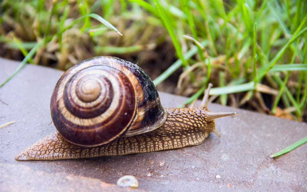 If reincarnation is real, I’d like to become a snail. They can sleep for up to 3 years at a time. They need moisture to survive, so if the weather isn’t up to scratch they shift into hibernation/estivation to escape warmer climates.