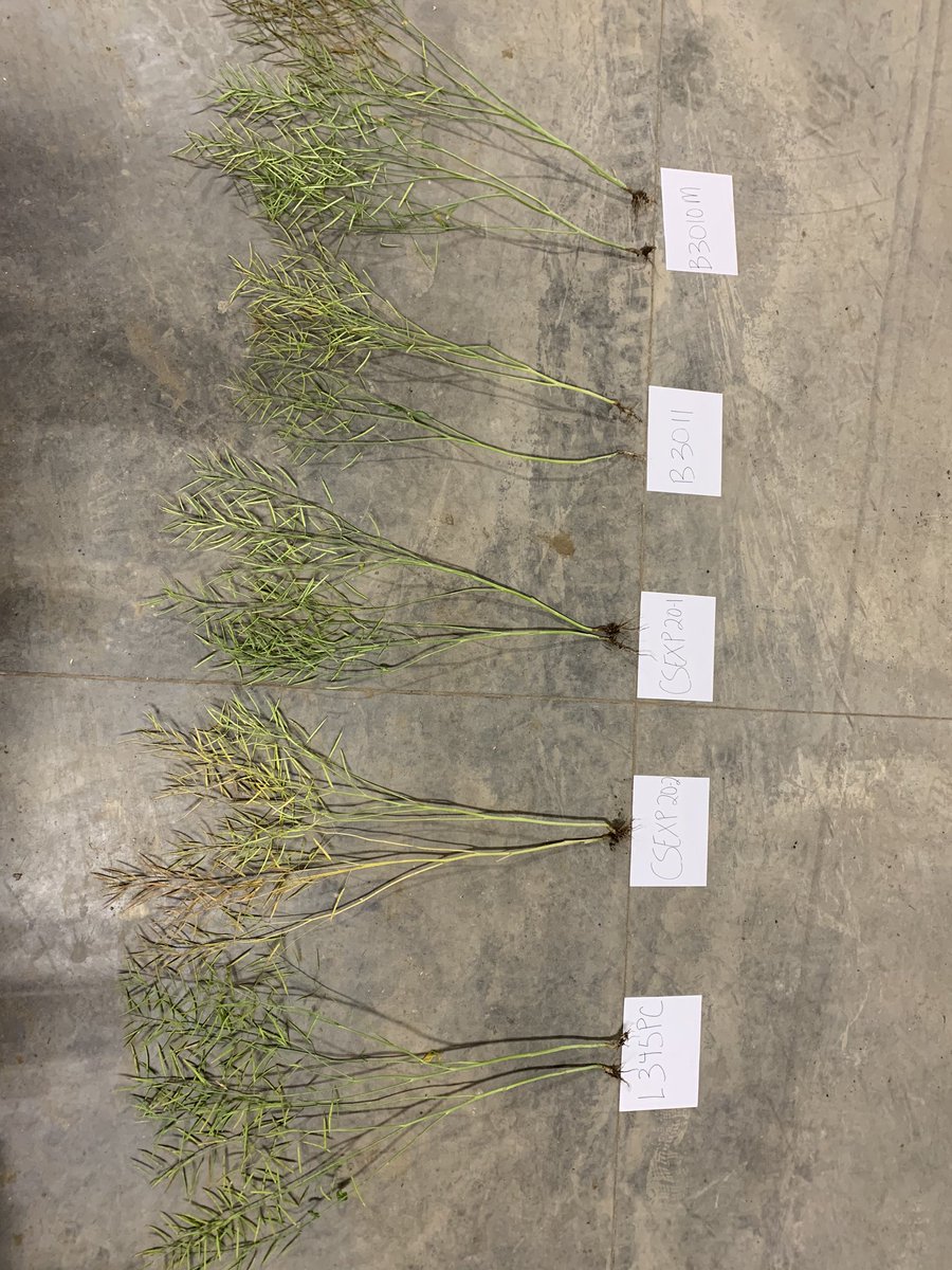 Amber Danderfer tweet media