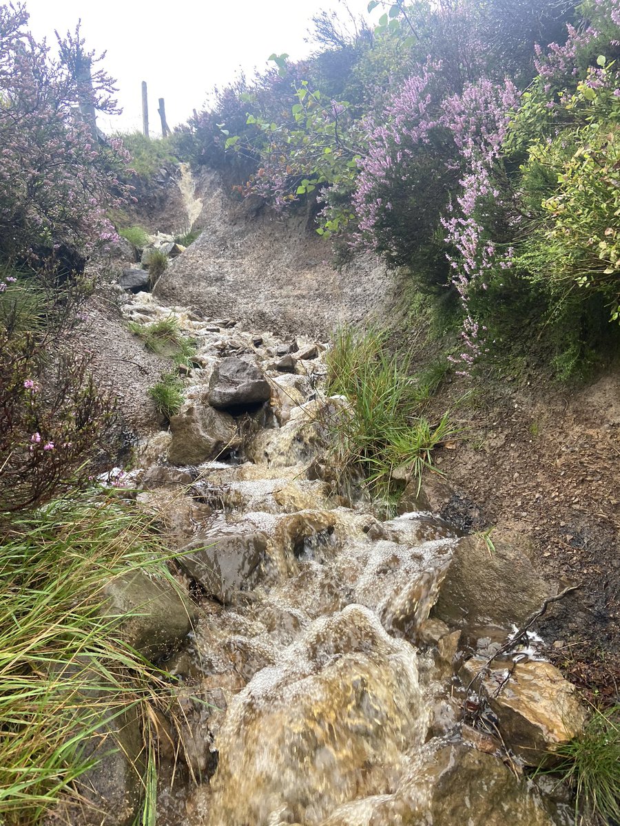 Tower walk it’s wild out there