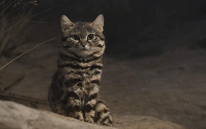IsskndarAriffin's tweet photo. The most dangerous mini cat in the world!
The real name is black mountain foot cat
Can travel further than 30 km  per round. 1 times hunting, and will hunt up to 60 % (easy to say, 10 times only 4)
Which is better than a lion or a cat animal with only 25 % successful hunting rate https://t.co/jxayEX80oC