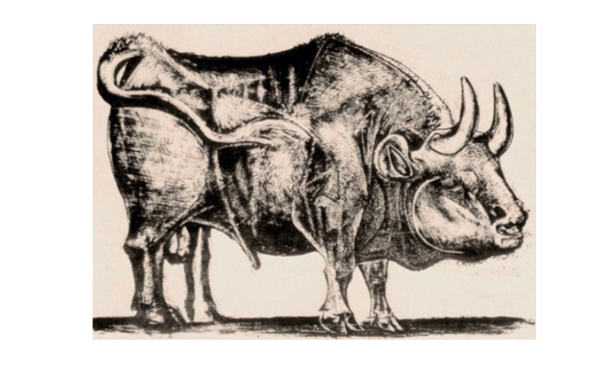 4/ In the third print, Picasso starts to deconstruct the bull, showing the animal's muscles and skeleton.