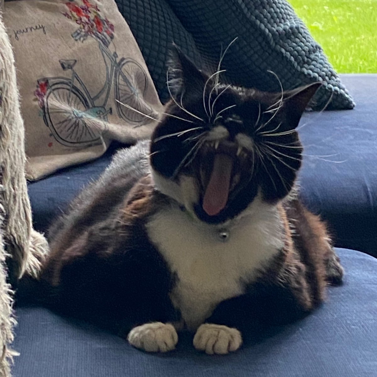 Parker_The_Cat's tweet photo. It’s time for a sofa roar.... who wants to join me? #sofaroar #catroar #CatsOfTwitter https://t.co/jnGyrwhKJ0