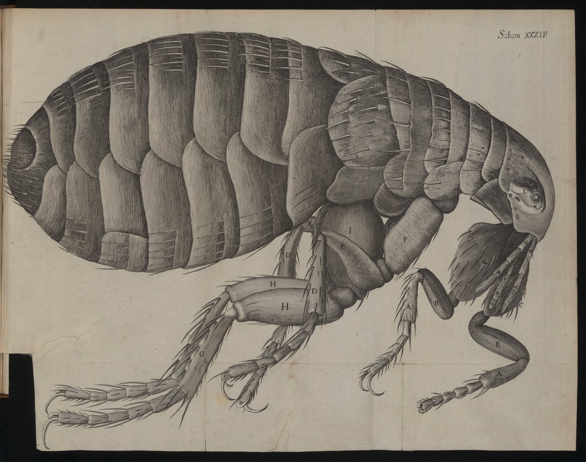 Micrographia of 1665. In Aesthetic Science, I go a step further by showing that character such as Hooke saw the empirical sciences as exercises in cultivating the right kinds of feelings towards the objects of scientific study. They didn't want to discipline the senses into 6/15