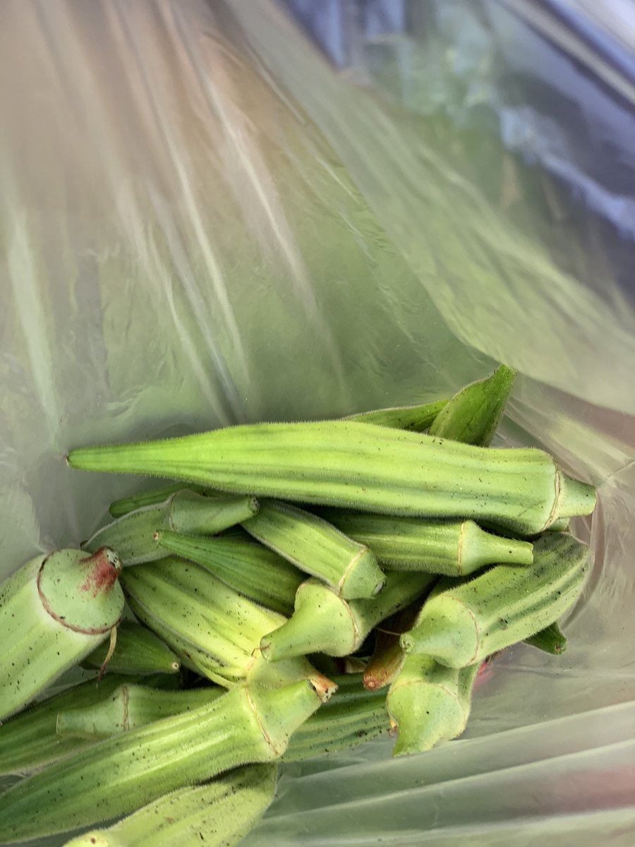 AMylonasOCS's tweet photo. @ocsgreenteam @OCSDelaware Harvested Okra μπάμιες and ντομάτες Tomatoes from our beautiful garden today! Arugula, rainbow chard, turnips, and mustard greens were shared with our community! #ocsstrong #ichooseocs @VGates105 @lisslblair https://t.co/zJ0xPqLZ1G