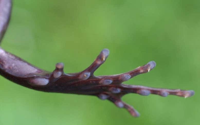 MOVING ON: to the Wolverine frogThis appears in the movie as a man raises bone blades (new band name, called it) out of his skin as he prepares to throw hands. The wolv frog doesn’t extend bones out, but snaps their finger bones to produce claws.  #HorrifyingHerpsPC: Blackburn