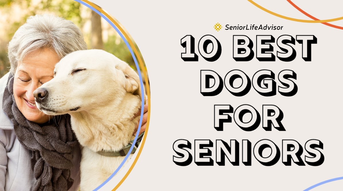 Which breeds make the best companion pets for #seniors? seniorlifeadvisor.com/top-dog-breeds…