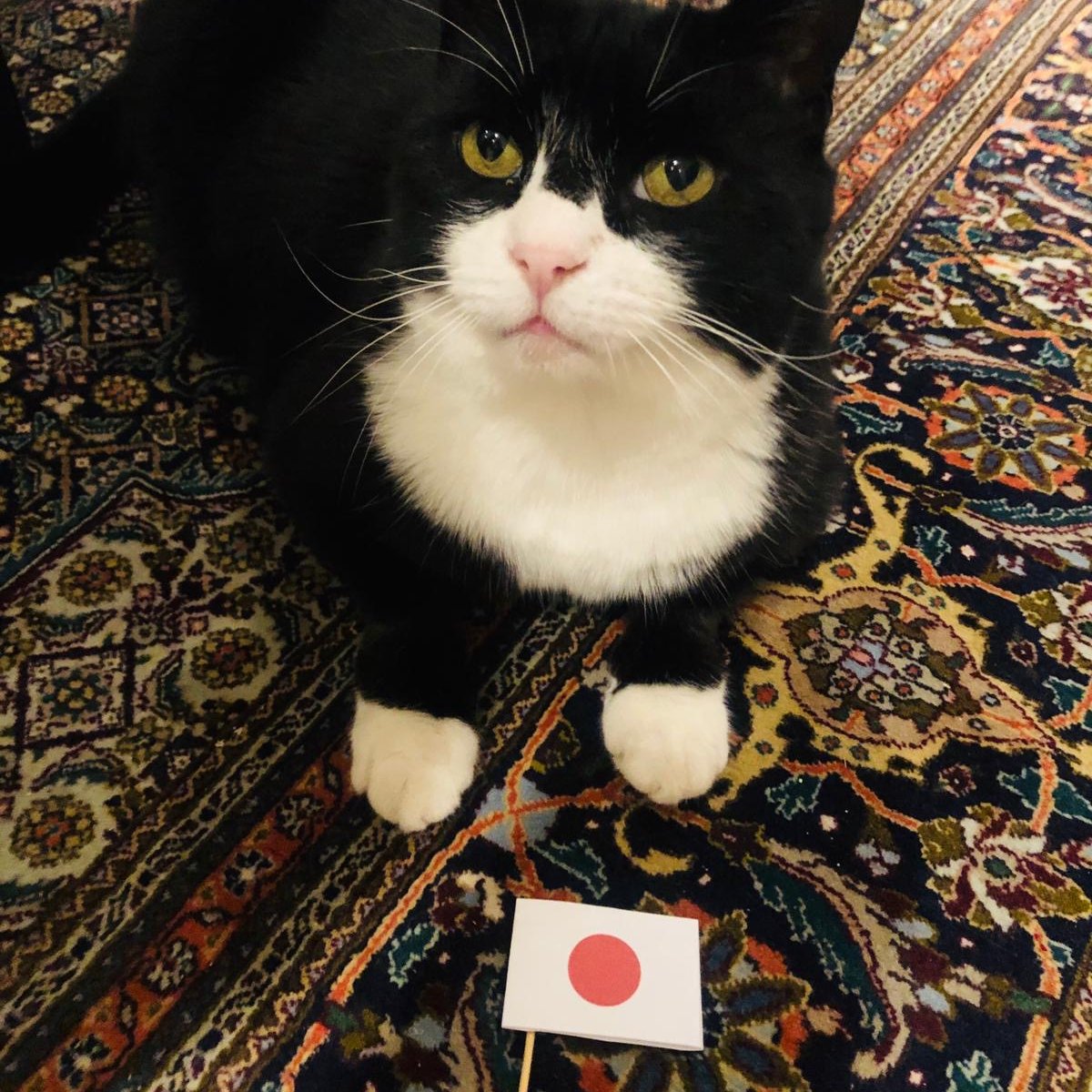 Kay wasn’t sure if official visitors would like Palmerston; she kept him out of sight when ambassadors came to see Simon. But one day she noticed the Japanese looking sad & asked if he was OK. “I told my children I would get a photo of Palmerston; they will be disappointed.”