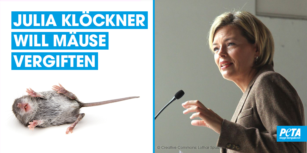 PETADeutschland's tweet image. #JuliaKlöckner erklärt Feldmäuse in Thüringen, Sachsen-Anhalt und Niedersachsen zu einer „Plage“ und will sie „chemisch bekämpfen”. 😩
 
Wir kritisieren dies scharf! Füchse als natürliche Feinde von Mäusen würden einen Gifteinsatz überflüssig machen. 

Daher: #Fuchsjagd stoppen!