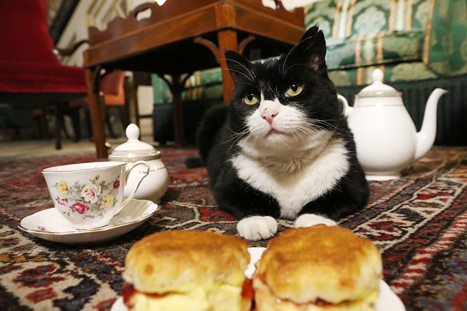 Next day Kay sent the ambassador a “signed” photo of Palmerston. She hoped his children wouldn’t detect a forgery. And she decided not to worry so much about trying to hide Palmerston from visitors. He enjoyed the new policy & all the treats people now brought him.