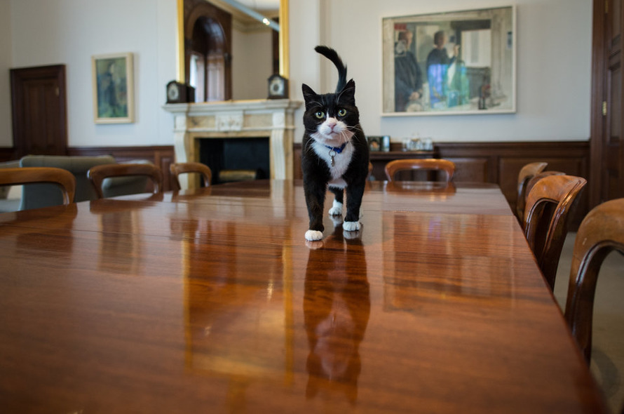 A few weeks later Kay answered a call to a loud voice, “Ms Nero here; I need Simon’s office. The Australian Foreign Minister is coming for trade talks next week & Simon must meet her. I must inspect his office today.” Kay did not relish meeting Palmerston’s biggest critic...