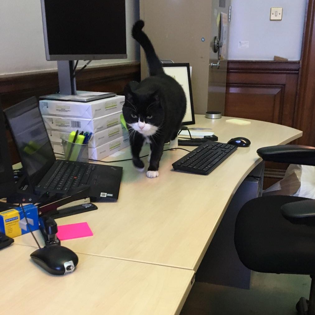 “Oh, you’re looking for the perfect cat,” laughed Fabi at the other end of the phone. “A diplomatic cat. A diplo-mog!” Kay liked the sound of that. But not everyone was as happy. Ms Nero on the 2nd floor presented an impressive list of problems with having an office cat.